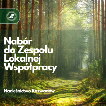 Nabór do Zespołu Lokalnej Współpracy w Nadleśnictwie Rozwadów